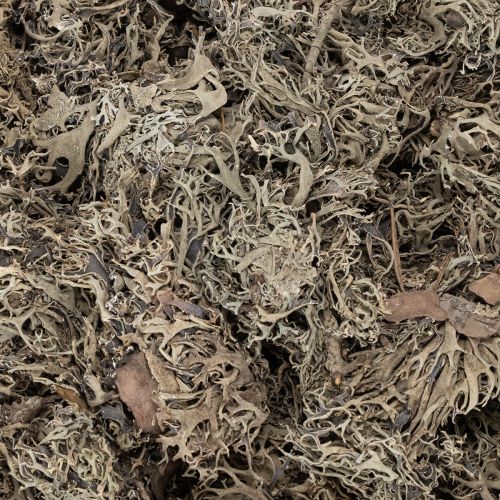 Natural Grey Moss for Crafting and Home Decoration 500g | Floristik24.co.uk