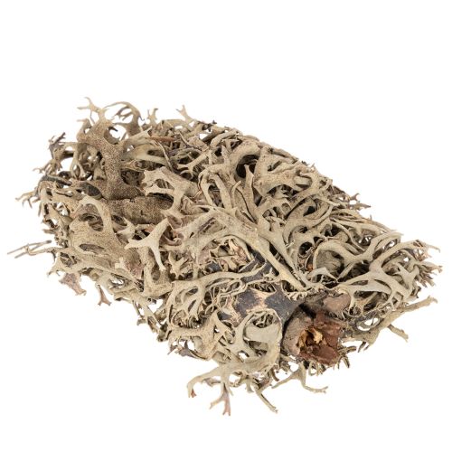 Natural Grey Moss for Crafting and Home Decoration 500g | Floristik24.co.uk