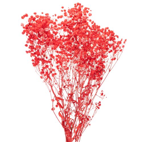 Dried Baby's Breath (Gypsophila) Bunch 75cm 100g buy online | Floristik24.co.uk