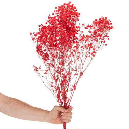 Dried Baby's Breath (Gypsophila) Bunch 75cm 100g | Floristik24.co.uk