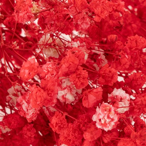 Dried Baby's Breath (Gypsophila) Bunch 75cm 100g | Floristik24.co.uk