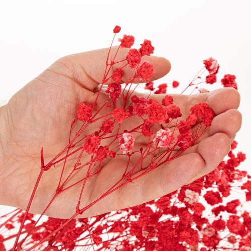 Dried Baby's Breath (Gypsophila) Bunch 75cm 100g | Floristik24.co.uk