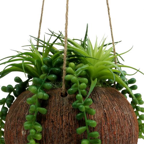 Floristik24 Hanging plants Succulents in a pot L60cm Ø16cm