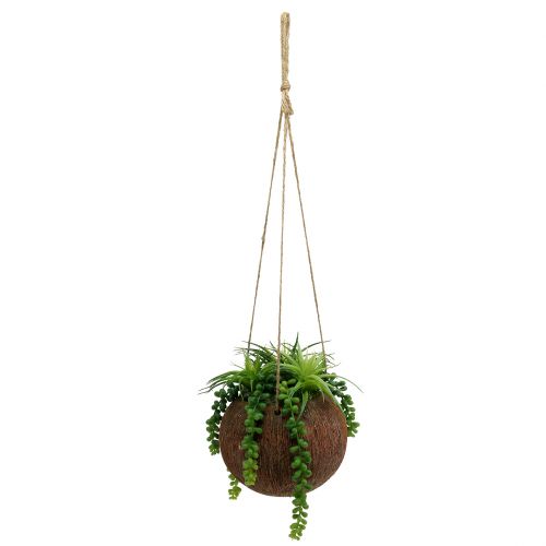 Floristik24 Hanging plants Succulents in a pot L60cm Ø16cm