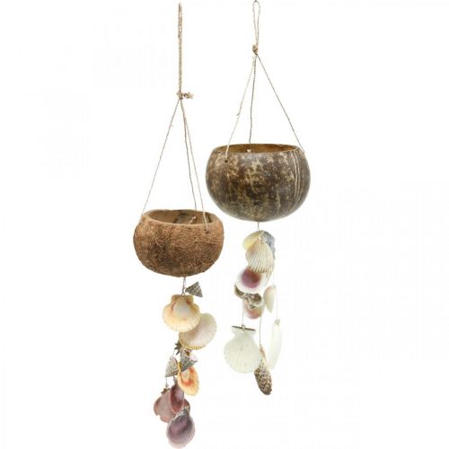 Floristik24 Coconut bowl with shells, natural plant bowl, coconut as a hanging basket Ø13.5/11.5cm, set of 2