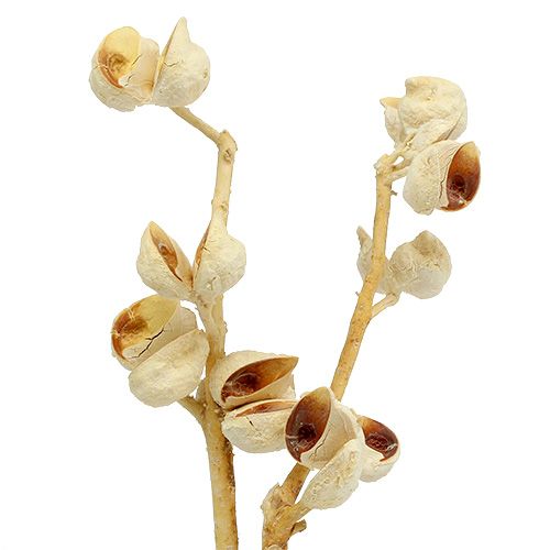 Hakea medium 5-9 heads per branch bleached 25pcs