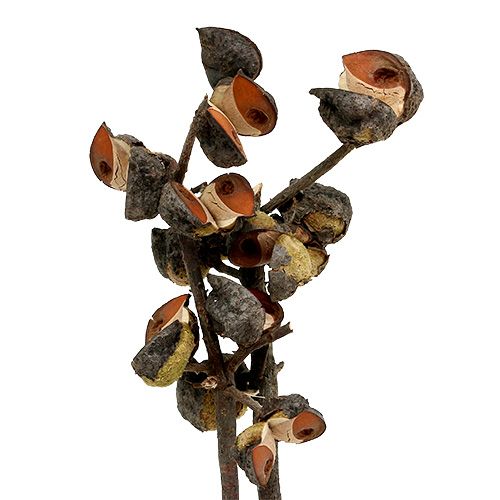 Product Hakea medium natural 5-9 heads per branch 20 pcs