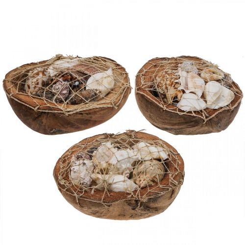 Floristik24 Half coconut shell deco shells snail shells deco 18–19cm 3pcs