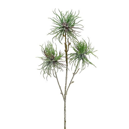 Floristik24 Witch hazel branch 44cm green, silver 1p