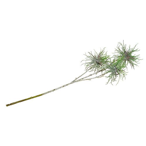 Floristik24 Witch hazel branch 44cm green, silver 1p