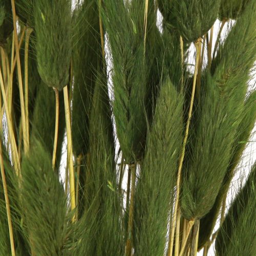 Product Hare's Tail Grass Lagurus Dried Green 50-60cm 50g