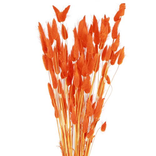 Floristik24 Hare&#39;s Tail Grass Lagurus Dried Orange 50-60cm 50g