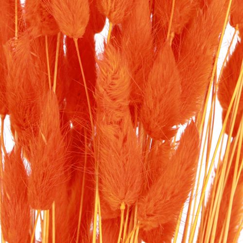 Product Hare's Tail Grass Lagurus Dried Orange 50-60cm 50g