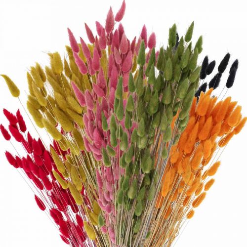 Floristik24 Rabbit Tail Grass Lagurus Dried Colored 60cm 50g