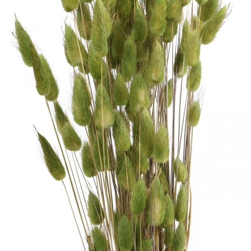 Product Rabbit Tail Grass Lagurus Dried Green 60cm 50g