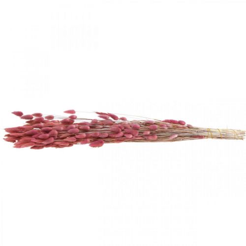 Product Rabbit Tail Grass Lagurus Dried Light Pink 60cm 50g