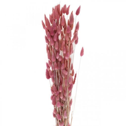 Floristik24 Rabbit Tail Grass Lagurus Dried Light Pink 60cm 50g
