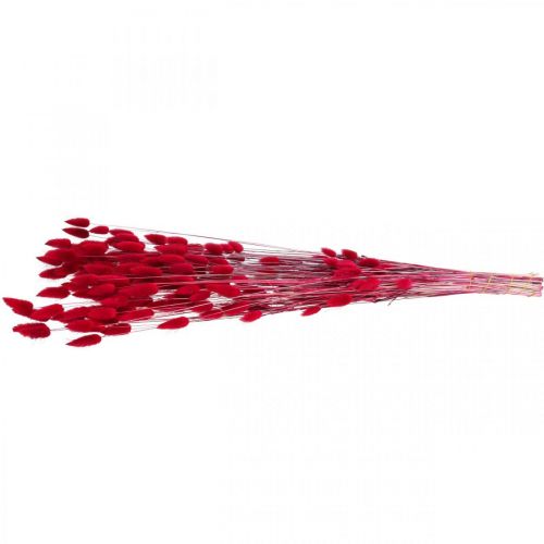 Product Hare's Tail Grass Dried Lagurus Bunnytail Red 60cm 50g