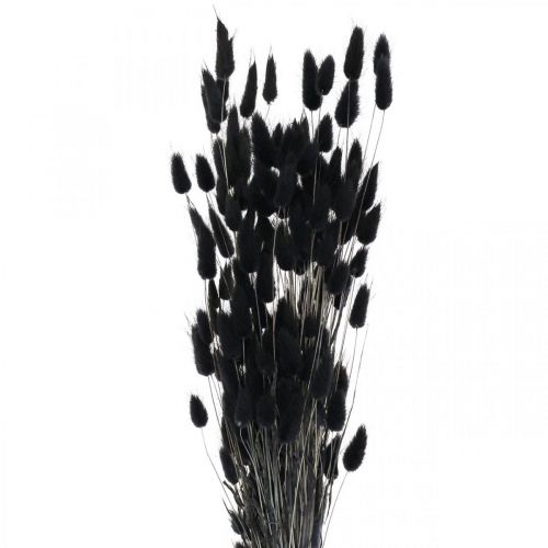 Floristik24 Hare&#39;s Tail Grass Lagurus Dried Black 60cm 50g
