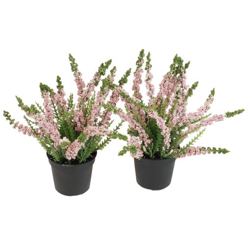 Floristik24 Erika heather broom heather in pot pink H17cm set of 2