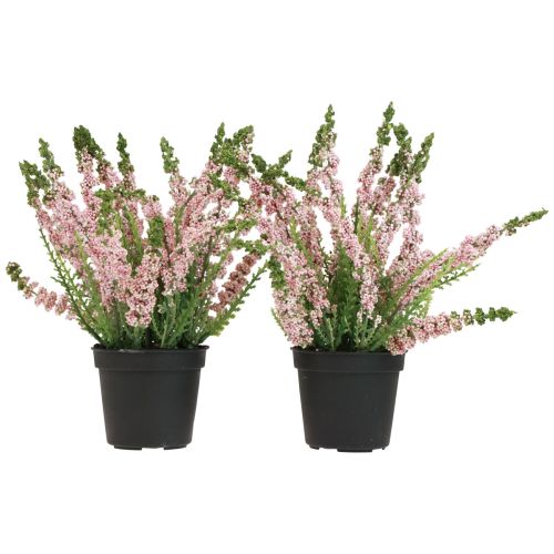 Floristik24 Erika heather broom heather in pot pink H17cm set of 2