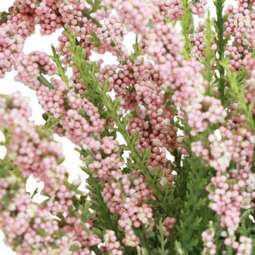Floristik24 Erika heather broom heather in pot pink H17cm set of 2