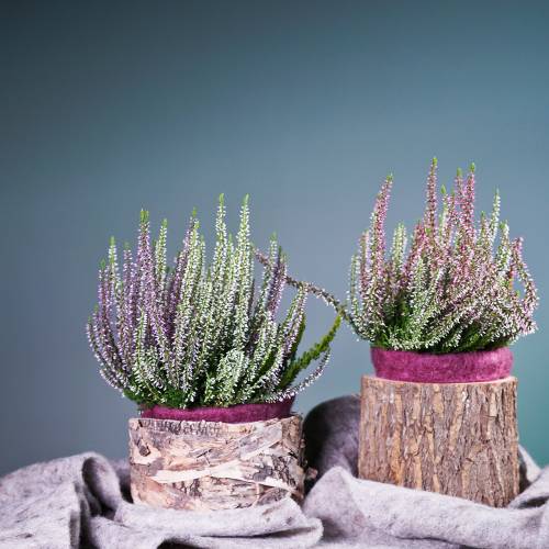 Floristik24 Plant pot elm wood Ø16-18cm H15cm