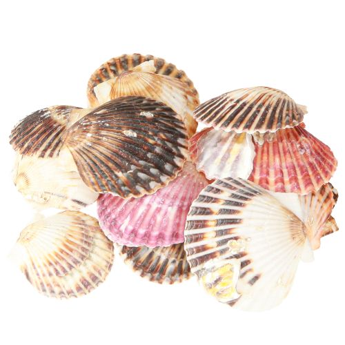Floristik24 Empty cockles in natural shell decoration 3cm–5cm 300g
