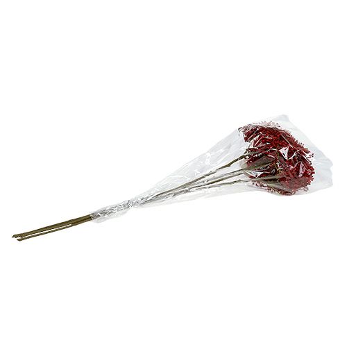 Floristik24 Elderflower branch red 55cm 4pcs