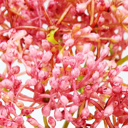 Product Elderflower branch pink 54.5cm 4pcs