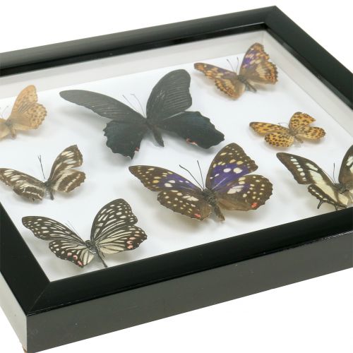 Floristik24 Showcase butterfly 28cm x 25cm