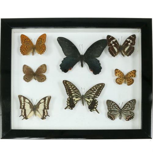 Floristik24 Showcase butterfly 28cm x 25cm