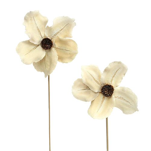 Floristik24 Wooden blossom as a plug, bleached Ø9-12cm L45cm 15pcs