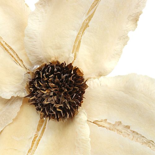Product Wooden flower as plug bleached Ø9-12cm L45cm 15 pcs