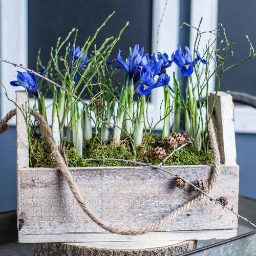 Floristik24 Wooden box for planting, tool box, plant box with handle, wood decoration 30cm