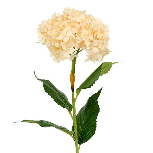 Floristik24 Hydrangea cream 80cm 1pc