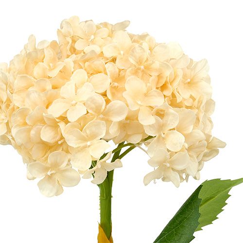 Floristik24 Hydrangea cream 80cm 1pc