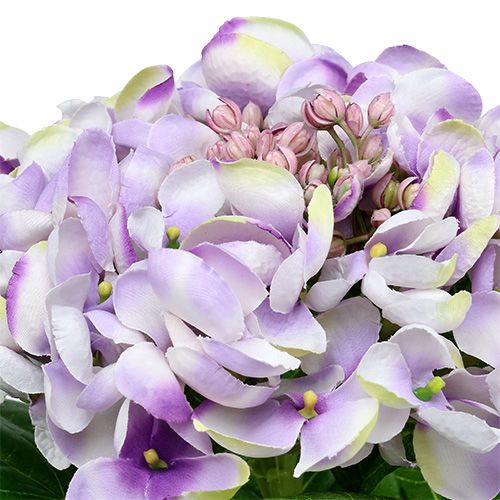 Floristik24 Hydrangea purple-white 60cm