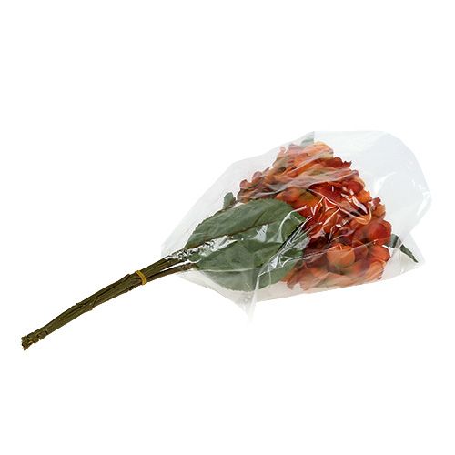 Floristik24 Hydrangea orange 30cm 3pcs