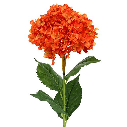 Floristik24 Hydrangea Orange 80cm 1pc