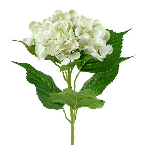 Hydrangea white-green 60cm | Floristik24.co.uk
