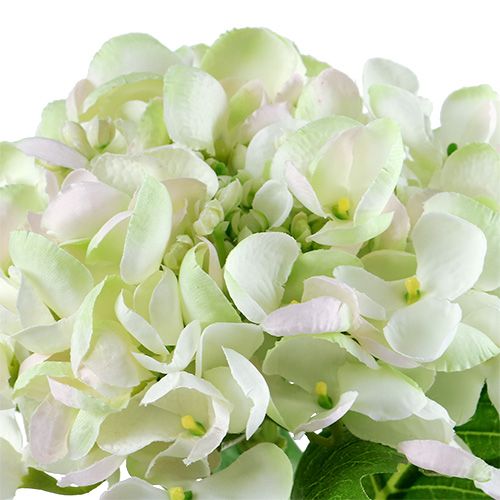 Hydrangea white-green 60cm | Floristik24.co.uk