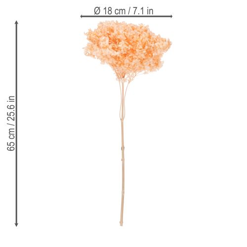 Product Hydrangea dried flower bouquet for elegant floral decorations at home, 65cm