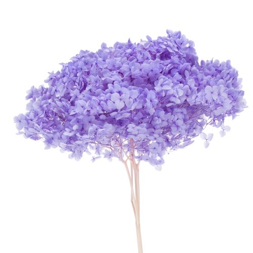 Dried hydrangea flower for elegant interior design and decoration, 80cm