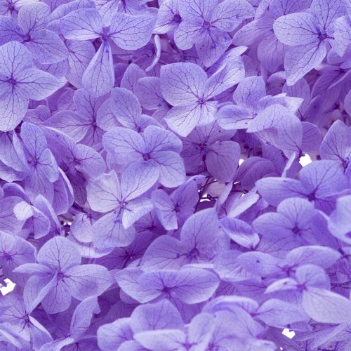 Product Dried hydrangea flower for elegant interior design and decoration, 80cm