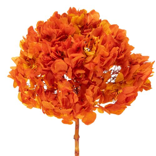 Preserved Hydrangea 60cm Long Stem Dyed in Orange