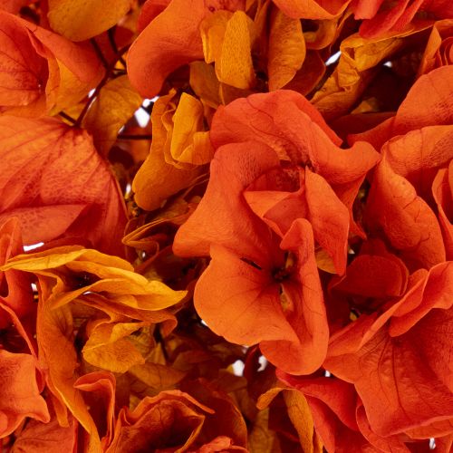 Preserved Hydrangea 60cm Long Stem Dyed in Orange | Floristik24.co.uk