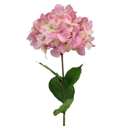 Floristik24 Hydrangea Pink 68cm
