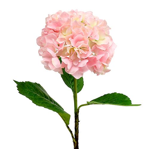 Floristik24 Hydrangea Pink L 70cm