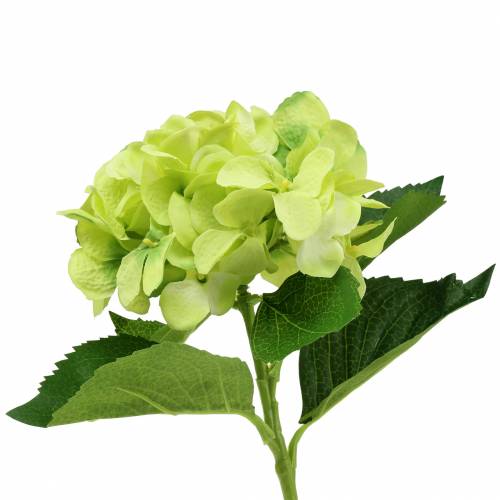 Floristik24 Hydrangea green 54cm